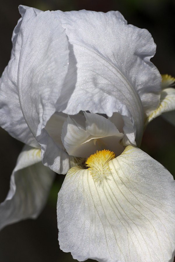 White Iris by Joy Watson